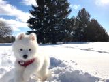 Samoyed Bebekler