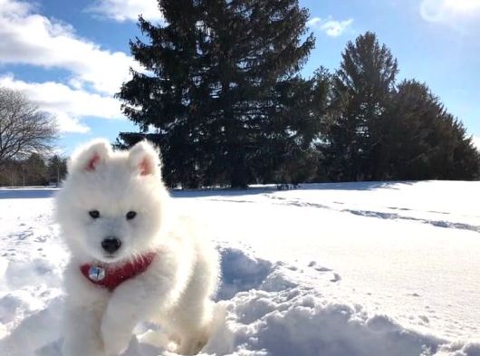 Samoyed Bebekler görsel