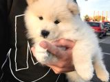 Samoyed Bebekler