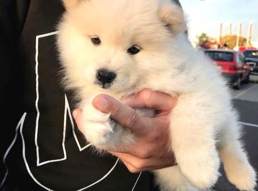 Samoyed Bebekler görsel