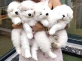 SAMOYED BEBEKLER