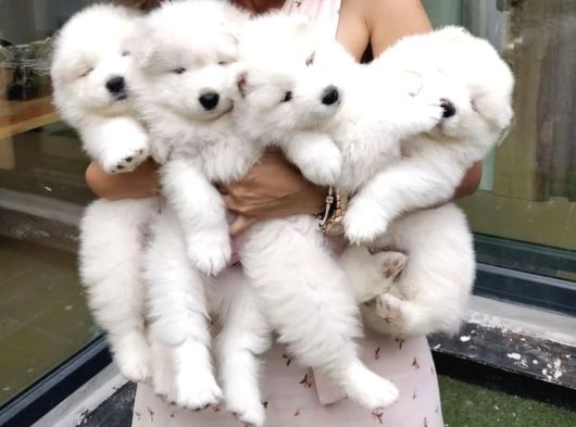Samoyed Bebekler
