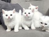 Süt Beyaz Sıcak Kanlı  Scottish Fold British Yvrlr