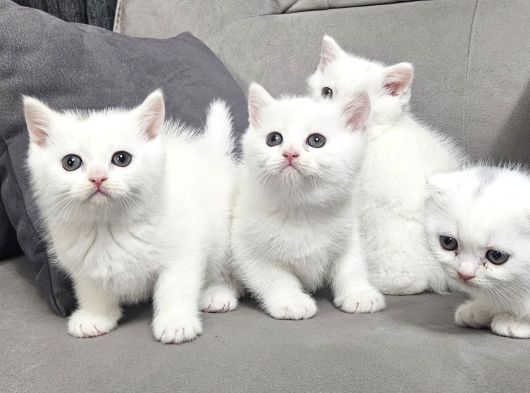 Süt Beyaz Sıcak Kanlı  Scottish Fold British Yvrlr görsel