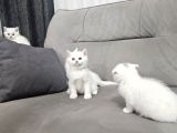 Süt Beyaz Sıcak Kanlı  Scottish Fold British Yvrlr
