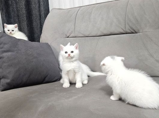 Süt Beyaz Sıcak Kanlı  Scottish Fold British Yvrlr görsel