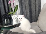 Süt Beyaz Sıcak Kanlı  Scottish Fold British Yvrlr