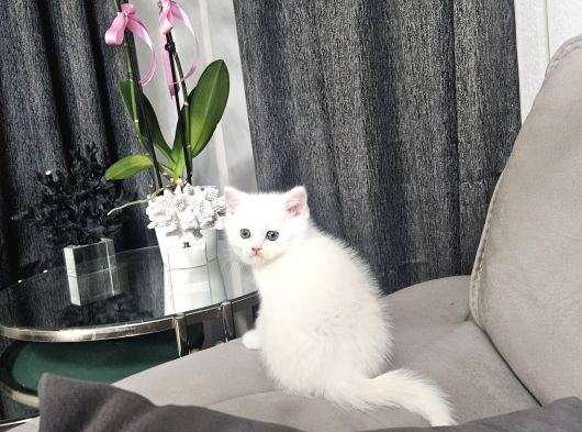 Süt Beyaz Sıcak Kanlı  Scottish Fold British Yvrlr görsel