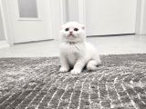 Süt beyaz sıcak kanlı  scottish fold british yvrlr