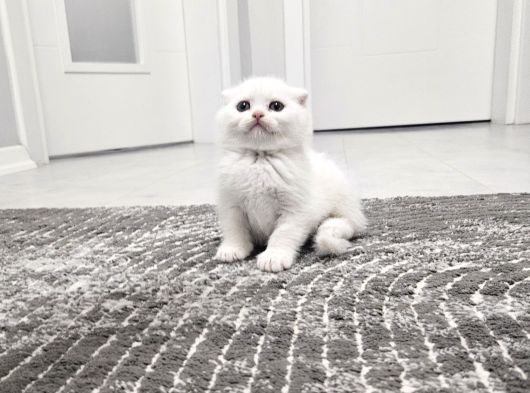 Süt Beyaz Sıcak Kanlı  Scottish Fold British Yvrlr
