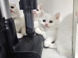 Süt Beyaz Sıcak Kanlı  Scottish Fold British Yvrlr
