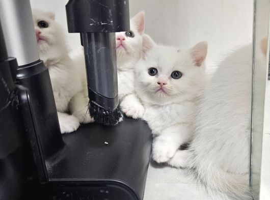 Süt Beyaz Sıcak Kanlı  Scottish Fold British Yvrlr görsel