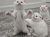 Süt Beyaz Sıcak Kanlı  Scottish Fold British Yvrlr