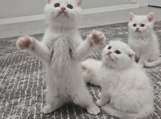 Süt Beyaz Sıcak Kanlı  Scottish Fold British Yvrlr görsel