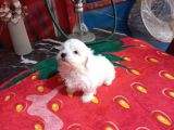 A Kalite Maltese Bebeklerimiz