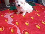 A kalite maltese bebeklerimiz