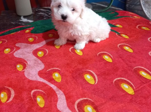 A Kalite Maltese Bebeklerimiz