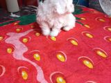 A Kalite Maltese Bebeklerimiz