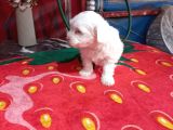 A Kalite Maltese Bebeklerimiz