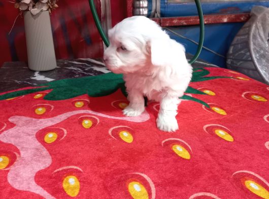 A Kalite Maltese Bebeklerimiz görsel