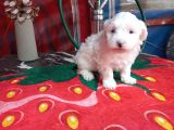 A Kalite Maltese Bebeklerimiz