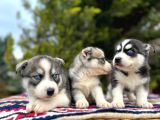 Mavi Gözlü Mükemmel Husky Sibirya Kurdu Yavrular