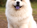 Ayı Surat Chow Chow