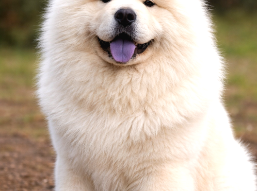 Ayı Surat Chow Chow görsel