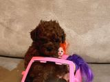 Miniciiiiikkkk Aşırıı Tatlıı Poodle