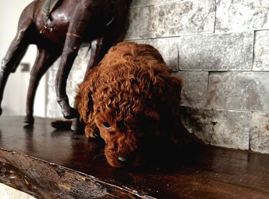 Miniciiiiikkkk Aşırıı Tatlıı Poodle görsel