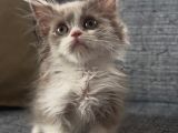 Çikolata bicolor Munchkin Özel Cüce kedi