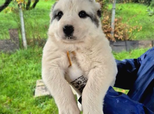 Dev Alabai Cao Orta Asya Çoban Köpeği Yavrularımız görsel