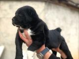 Dev Alabai Cao Orta Asya Çoban Köpeği Yavrularımız