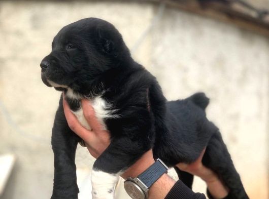Dev Alabai Cao Orta Asya Çoban Köpeği Yavrularımız görsel