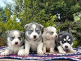 Mavi gözlü Mükemmel husky sibirya Kurdu yavrular