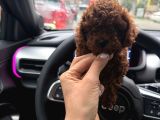 Tr Nin En Koyu Toy Poodle Yavrusu