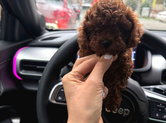 Tr Nin En Koyu Toy Poodle Yavrusu görsel