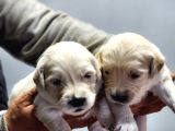 Rezerveye Açık Golden retriever