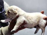 Rezerveye Açık Golden Retriever