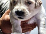 Rezerveye Açık Golden Retriever