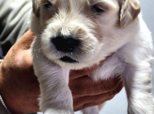 Rezerveye Açık Golden Retriever görsel
