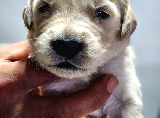 Rezerveye Açık Golden Retriever görsel