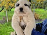 Dev Alabai Cao Orta Asya Çoban Köpeği Yavrularımız