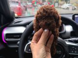 Tr Nin En Koyu Toy Poodle Yavrusu