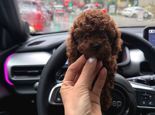 Tr Nin En Koyu Toy Poodle Yavrusu görsel