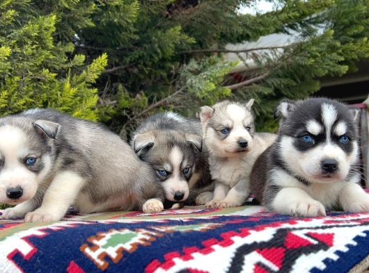 Mavi Gözlü Mükemmel Husky Sibirya Kurdu Yavrular görsel
