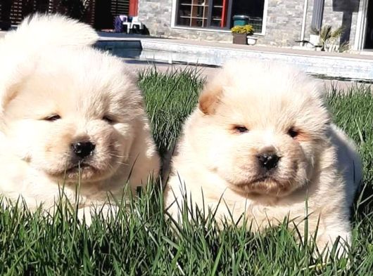 Çi̇n Aslani Yavrularimiz Chow Chow