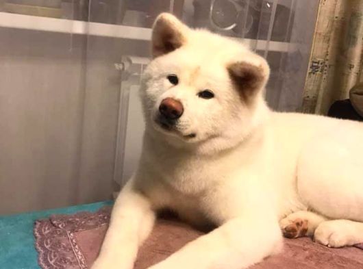 Beyaz Japon Aki̇ta Inu Yavrulari̇ İstanbul görsel