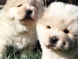 Çi̇n Aslani Yavrularimiz Chow Chow