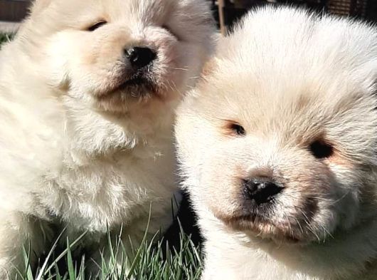 Çi̇n Aslani Yavrularimiz Chow Chow görsel